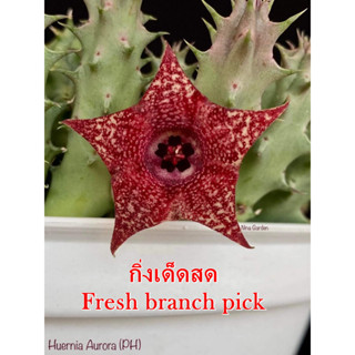 เก๋งจีน Huernia Aurora Pranburi Hybrid *กิ่งเด็ดสด* แคคตัส ไม้อวบน้ำ Cactus and Succulent