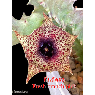 เก๋งจีน Huernia Kirkii *กิ่งเด็ดสด* แคคตัส ไม้อวบน้ำ Cactus and Succulent