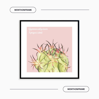 รูปภาพติดผนัง ภาพวาดตกแต่งบ้าน ภาพกระบองเพชร Gymnocalycium Spegazzinii พร้อมกรอบและติดที่แขวนเรียบร้อย