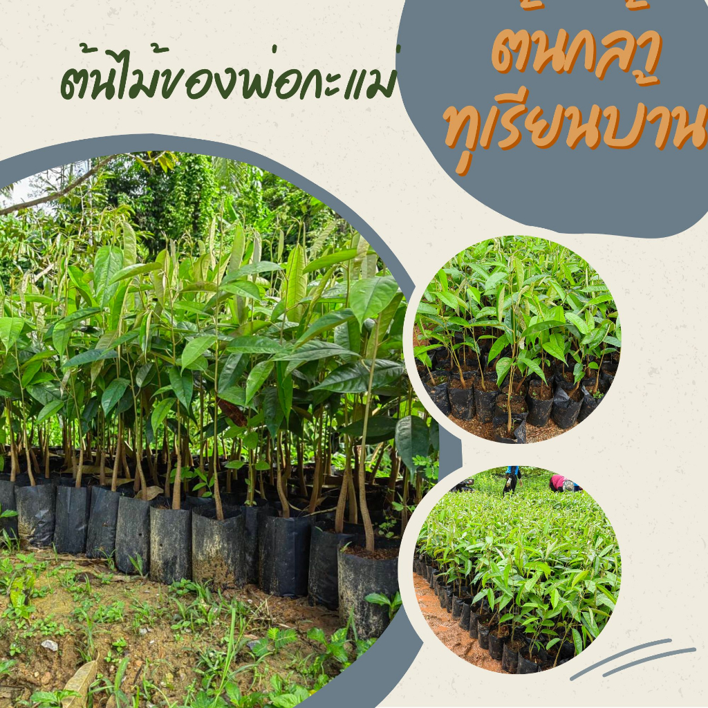 ต้นทุเรียน​บ้าน​ ชุด10ต้น ​