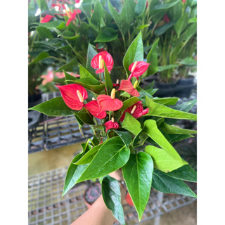 Anthurium andraeanum Million Flowers Red