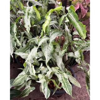 ทรีคิงส์ Podophyllum  Variegata Three King