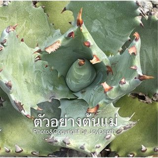 Agave Kabutogani ไม่ด่างแต่หนามสวย ขาย@หน่อ 190 บาท