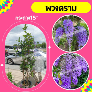 ต้นพวงคราม #ไม้เลื้อยดอกสีม่วง กระถาง15"