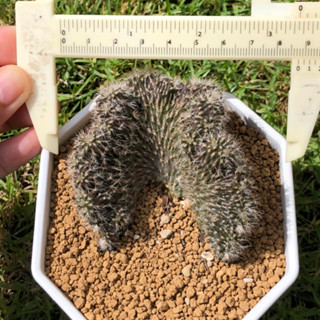 ดินสอดำคริส ฟอร์มขดใหญ่ๆสวยๆ กระถาง4” | แคคตัส Cactus | กระบองเพชร