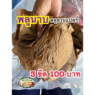 พลูนาบสวนแปดริ้ว3ขีด100บาท