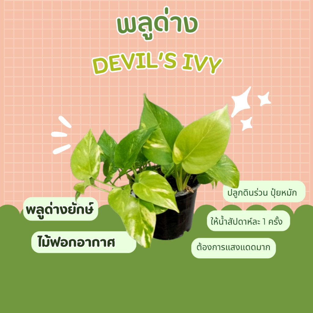 พลูด่าง  พลูด่างยักษ์ Devil’s ivy