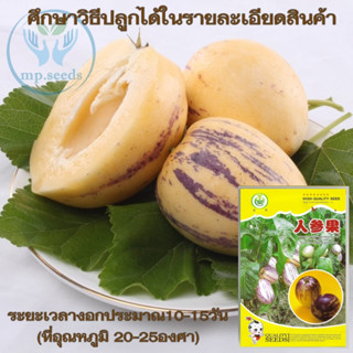 เมล็ดเปปิโน เมล่อน 35 เมล็ด(Pepino Melon) ***ศึกษาวิธีปลูกได้ในรายละเอียดสินค้า*** ผลไม้เพื่อสุขภาพ