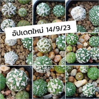 แอสโตรวีไทป์ Astrophytum V  ซุปเปอร์ /ด่าง /กิ๊กโกะ เว้า คัดสวยๆ