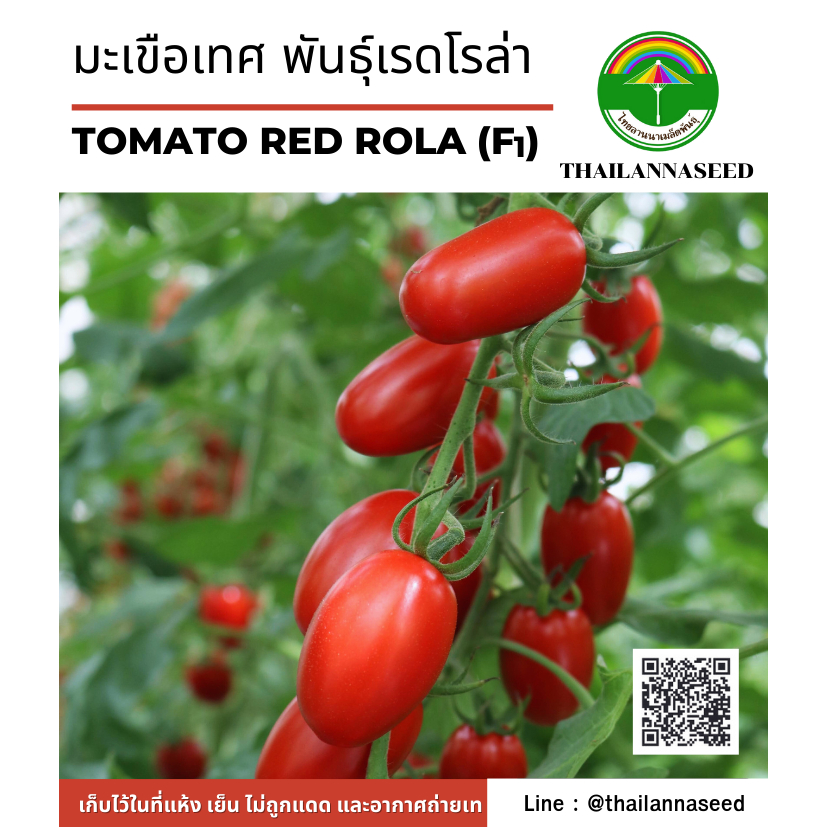 มะเขือเทศ พันธุ์เรดโรล่า (สีแดง) จำนวน 15 เมล็ด รหัสสินค้า 6036
