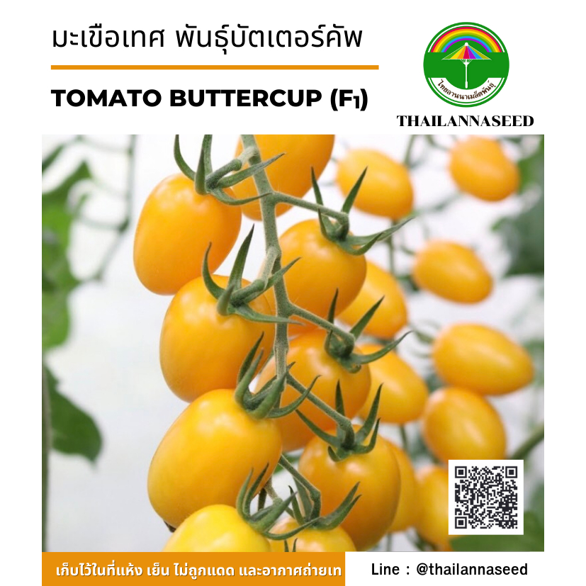 มะเขือเทศ พันธุ์บัตเตอร์คัพ (สีเหลือง) จำนวน 15 เมล็ด รหัสสินค้า 6038