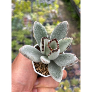 แพนด้า Kalanchoe Tomentosa- Panda Plant กระถาง 2 นิ้ว