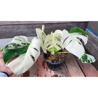 มอนเตอร่า​ อัลโบ้​ Monstera​ Albo
