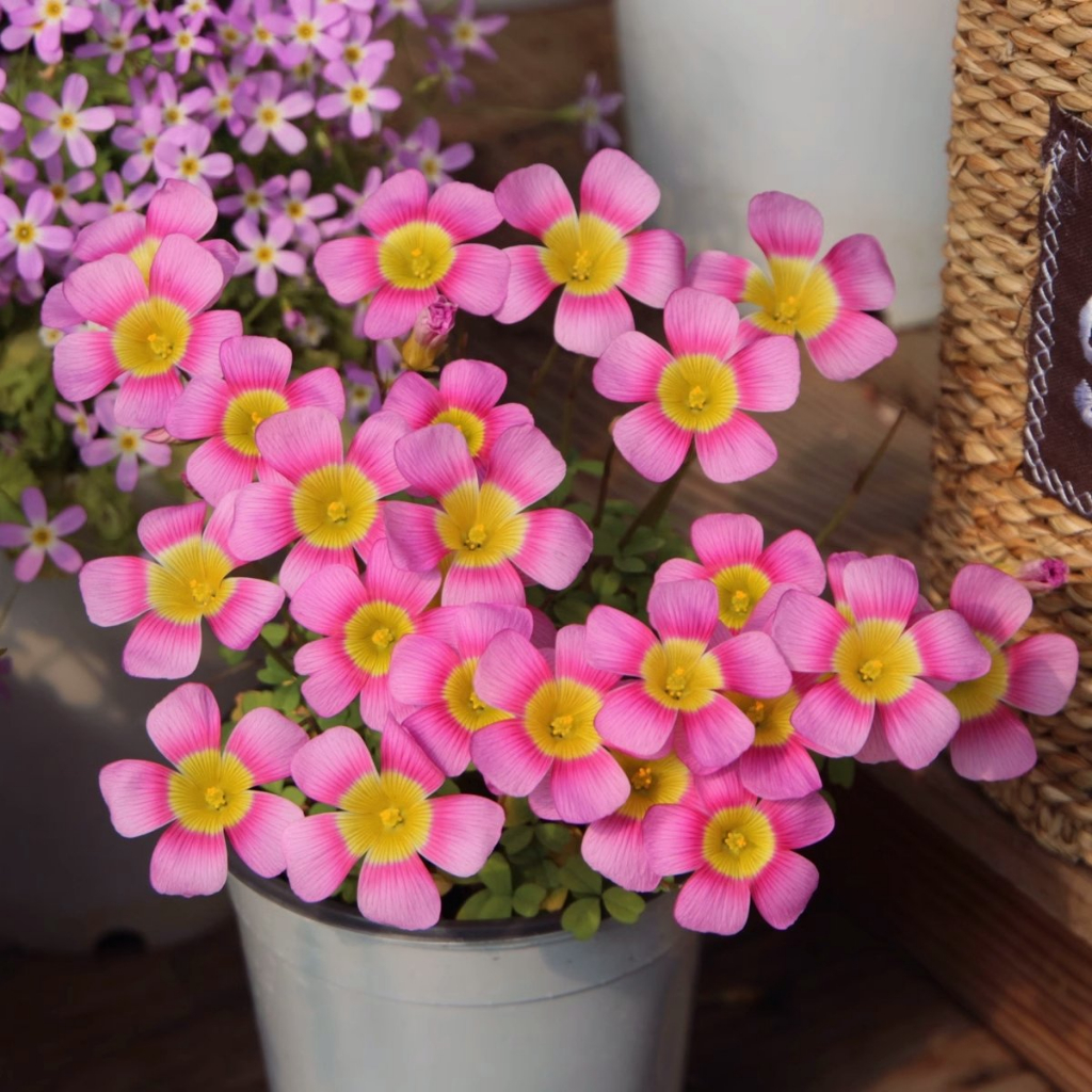 Oxalis obtusa 'Ice Neon' อ็อกซาลิส โอเบซ่า 'ไอซ์ นีออน'