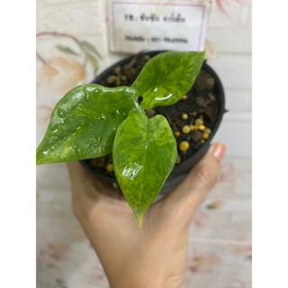 อโลคาเซีย สคัลปรัมด่าง 🌿Alocasia scalprum variegated🌿ต้นที่ส่ง คือ ต้นในรูป📌รับประกันความเสียหายจาการขนส่ง