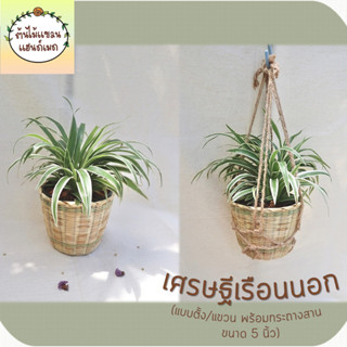 🎋เศรษฐีเรือนนอก (Spider Plant) ต้นไม้มงคล ฟอกอากาศ แบบตั้ง/แขวน พร้อมกระถางสาน  ขนาด 5 นิ้ว