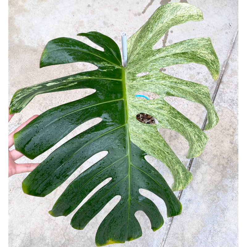 มอนมิ้นท์ Monstera Mint (delisiosa x borsigiana)