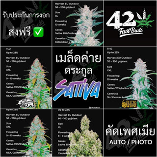 เมล็ดค่าย420fastbud🔥ชุด3เมล็ด🔥ออโต้/โฟโต้ เพศเมีย THCสูง แถมฟรี ปุ๋ยฮอร์โมน เร่งโต เมล็ดกัญชานอกรับประกันตรงปก