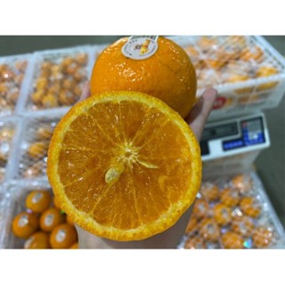 ส้มไต้หวัน3ลูก🍊99บาท(ไซส์XL) 🍊