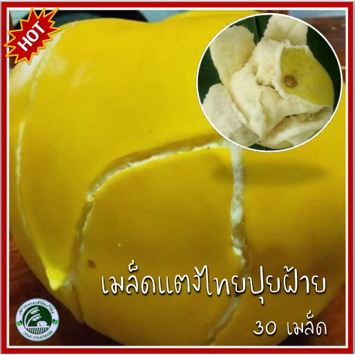 #เมล็ดพันธุ์แตงไทย
#แตงไทยปุยฝ้าย
#แตงไทยลูกใหญ่
#แตงไทยดก
#แตงไทยเนื้อฟู