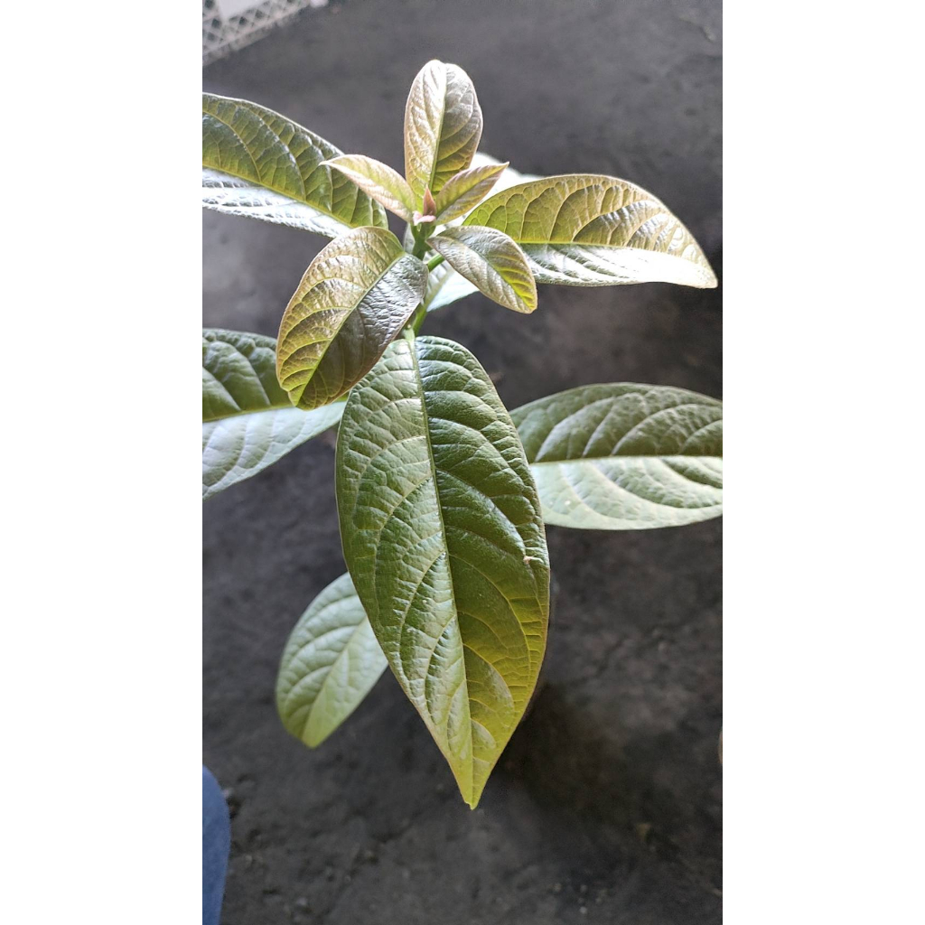 ต้นพันธุ์ อะโวกาโด้ Avocado  อโวกาโด้  เพาะเมล็ด ต้นละ 39 บาท พร้อมปลูก