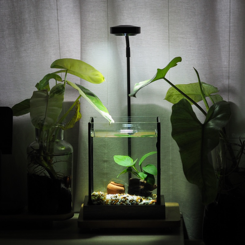 Betta Corner’s tank set 450 บาท ตู้ปลามินิมอล ตู้ปลากัด