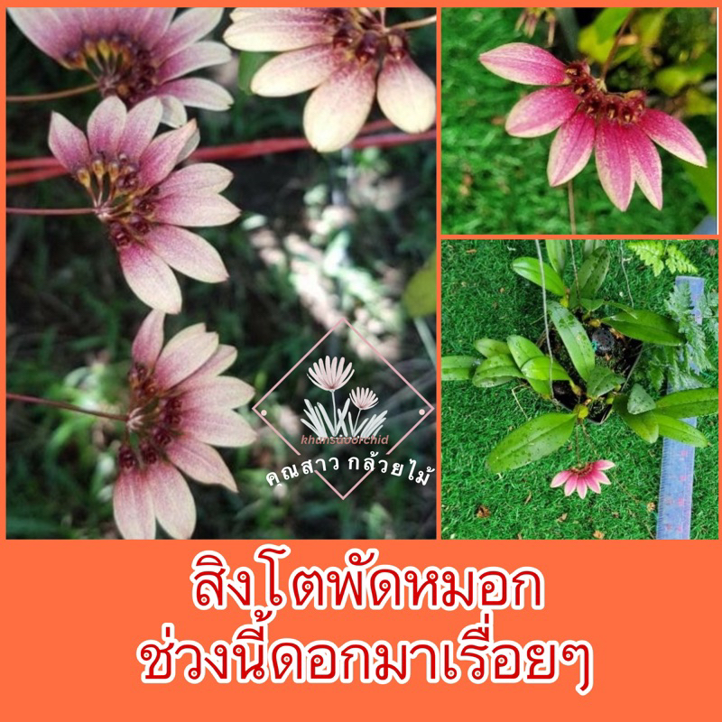 กล้วยไม้ สิงโตพัดหมอกช่วงนี้ดอกมาเรื่อยๆ
