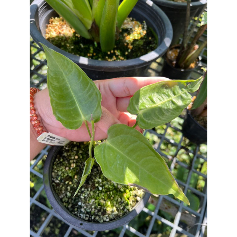 Anthurium king (คิง) สวยย