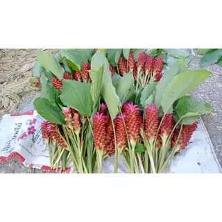 ต้นดอกกระเจียวสีแดง มีหัวรากพร้อมปลูกในถุงดำ 39 บาท