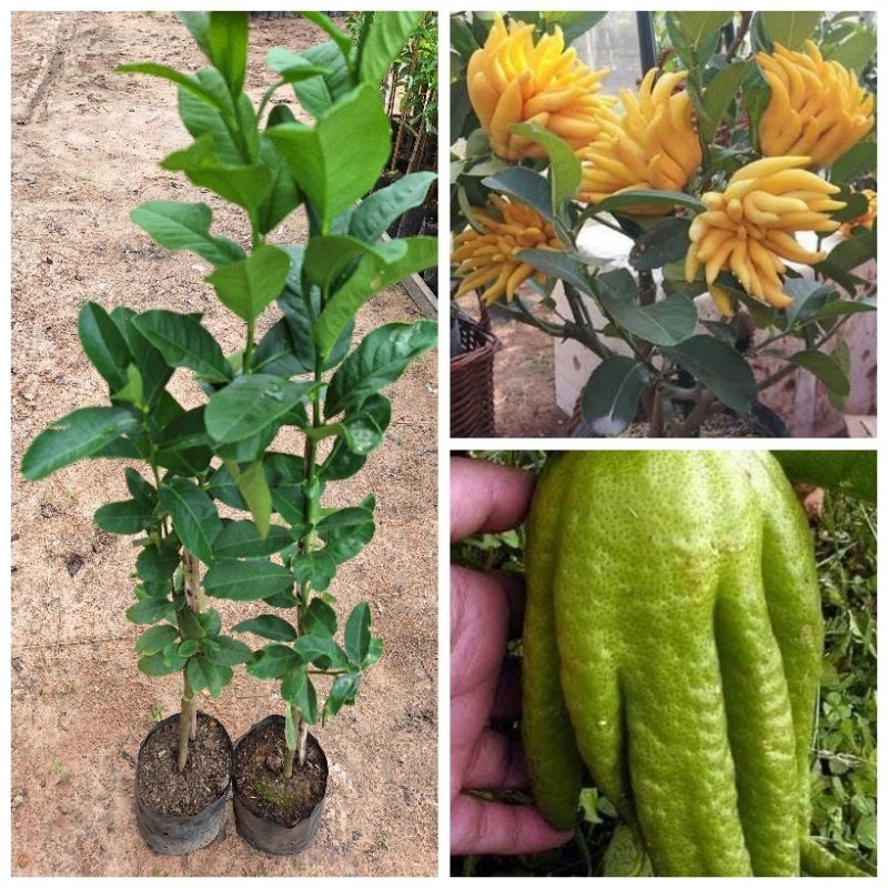 ต้นส้มโอมือ/ตอนกิ่ง/ผลใหญ่เป็นแฉกคล้ายนิ้วมือ มีกลิ่นหอมเปลือกใช้ดับกลิ่น