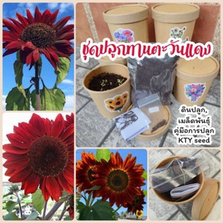 ชุดปลูกดอกไม้​ ทานตะวันแดง ชุดปลูกผัก เมล็ดดอกไม้