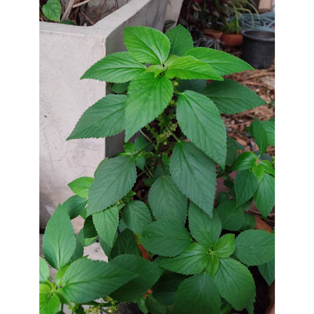 ต้นพันธุ์ตำแยแมว ถุงดำ 29บาท พร้อมปลูก สำหรับน้องแมว - รูปที่ 6