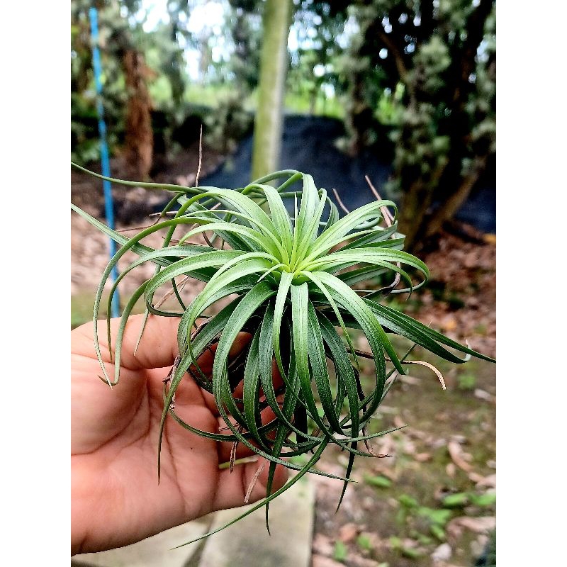 Tillandsia stricta curly ไม้ฟอกอากาศ