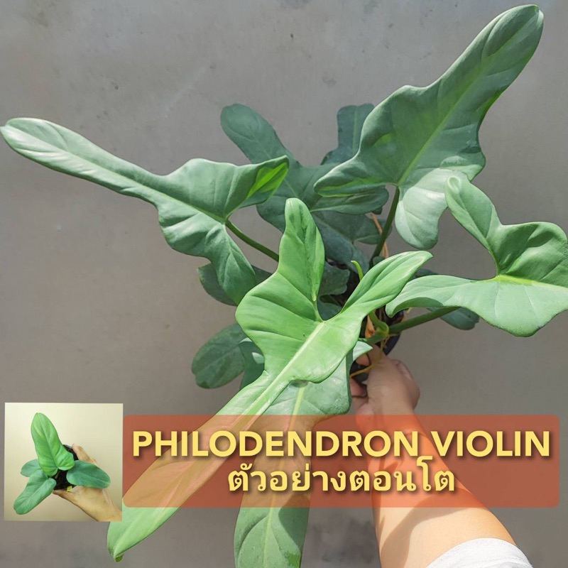 ฟิโลเดนดรอนไวโอลิน ฟิโลไวโอลิน Philodendron Violin ต้นไวโอลิน Philoviolin ฟิโลเดนดรอน