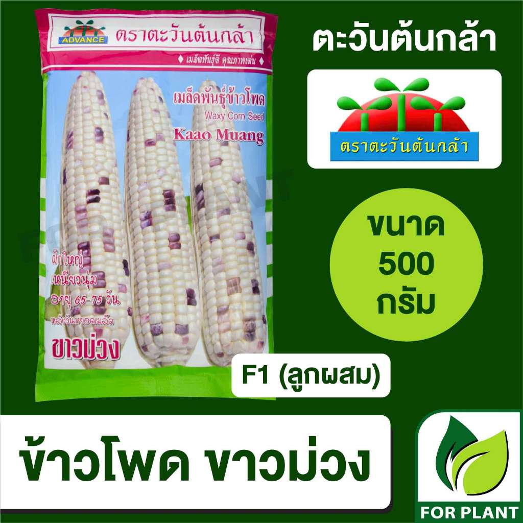 เมล็ดพันธุ์ ตะวันต้นกล้า ข้าวโพดขาวม่วง SP BIG ซองใหญ่ ขนาด 500กรัม