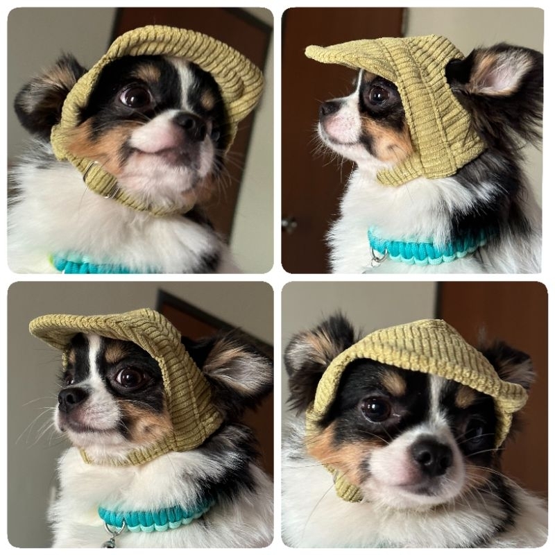 🌞🧢หมวกแก๊ปสุนัข🧢🌞Dog Caps🐶