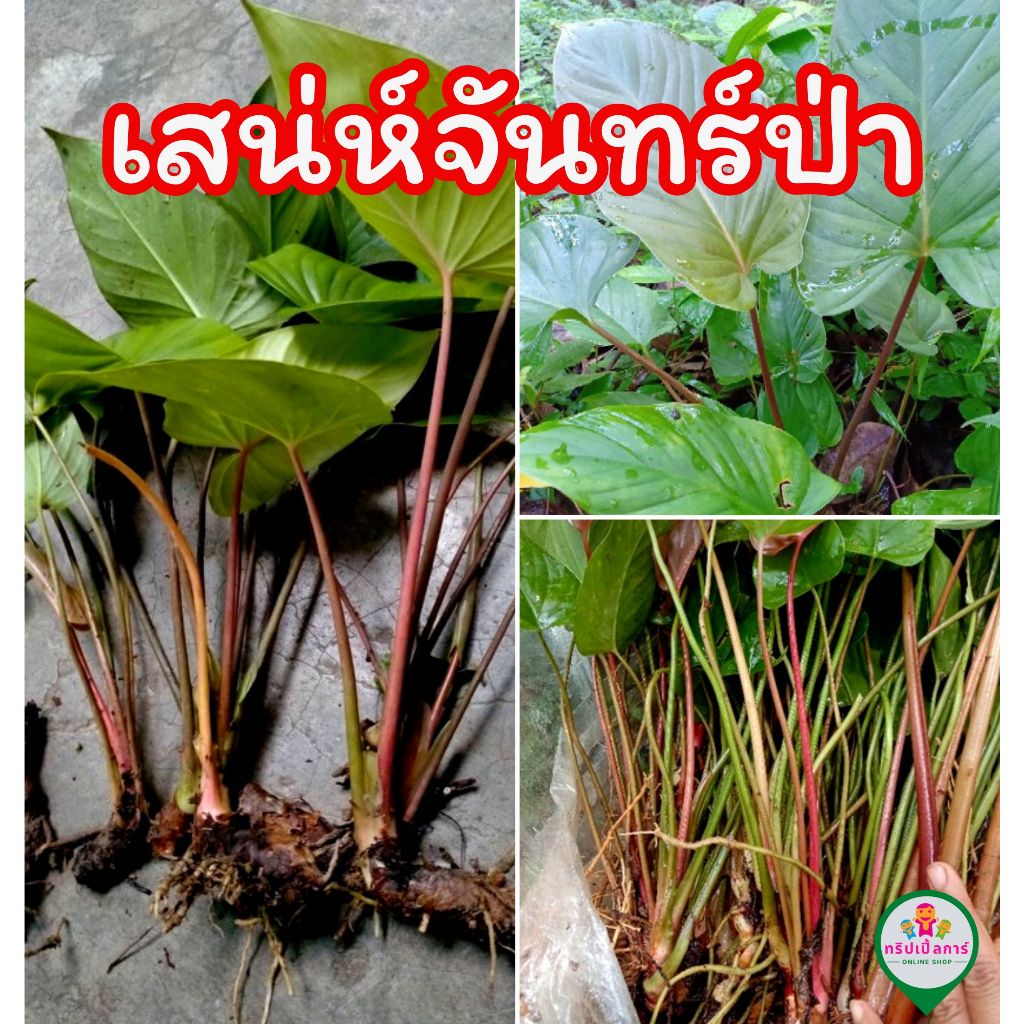 เสน่ห์จันทร์ป่า ไม้มงคล ส่งแบบกอ ห่อตุ้มติดดินติดราก