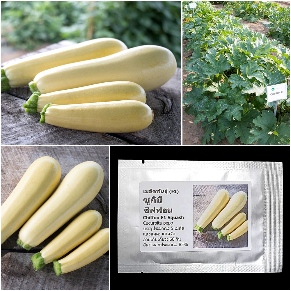 เมล็ดพันธุ์ ซูกินี ชิฟฟอน Chiffon F1 Zucchini Squash Seed 5 เมล็ด คุณภาพดี ของแท้ 100%