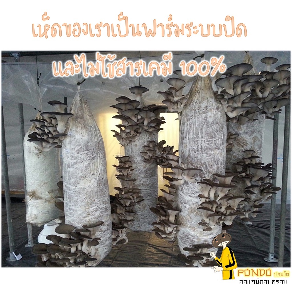 เห็ดนางรมหลวงอบกรอบ บรรจุกระปุกอย่างดี ขนาด130กรัม 
