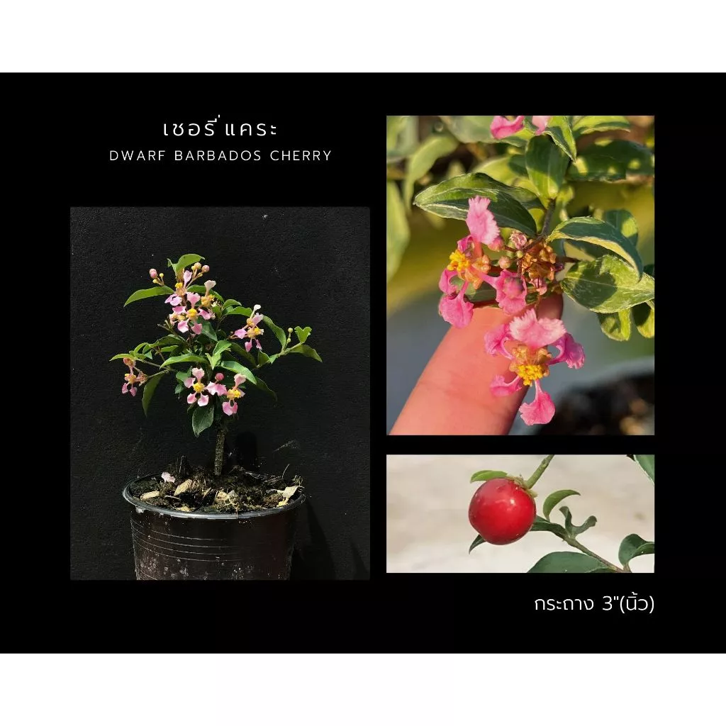 เชอรี่แคระ🍒 dwarf barbados cherry กระถาง 3”(นิ้ว) ไม้แคระ บอนไซจิ๋ว bonsai