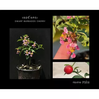 เชอรี่แคระ🍒 dwarf barbados cherry กระถาง 3”(นิ้ว) ไม้แคระ บอนไซจิ๋ว bonsai