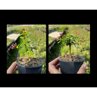 เชอรี่แคระ🍒 dwarf barbados cherry กระถาง 3”(นิ้ว) ไม้แคระ บอนไซจิ๋ว bonsai