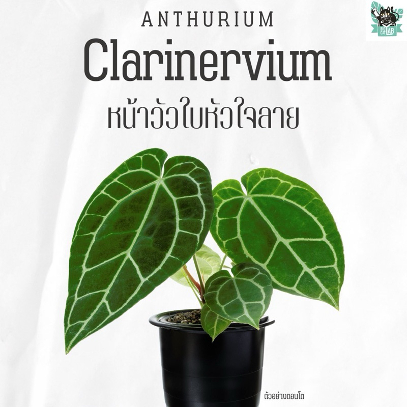 Anthurium Clarinervium หน้าวัวใบหัวใจลาย เลือกต้นได้