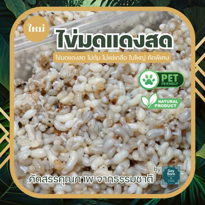 ไข่มดแดง สด คัดพิเศษ ใบใหญ่ Organic 100% ไม่ใส่เกลือ พร้อมส่งทั่วไทย