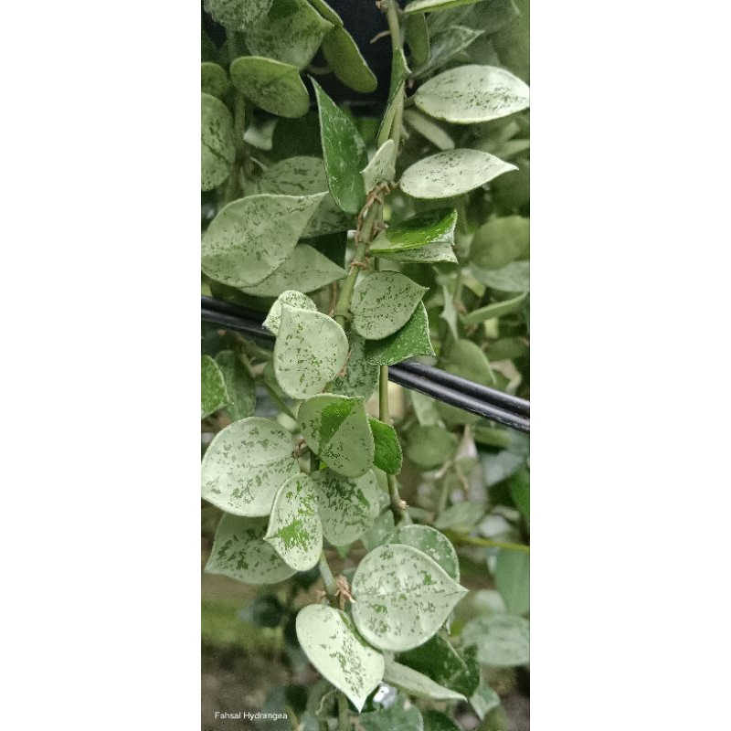 Hoya krohniana eskimo silver