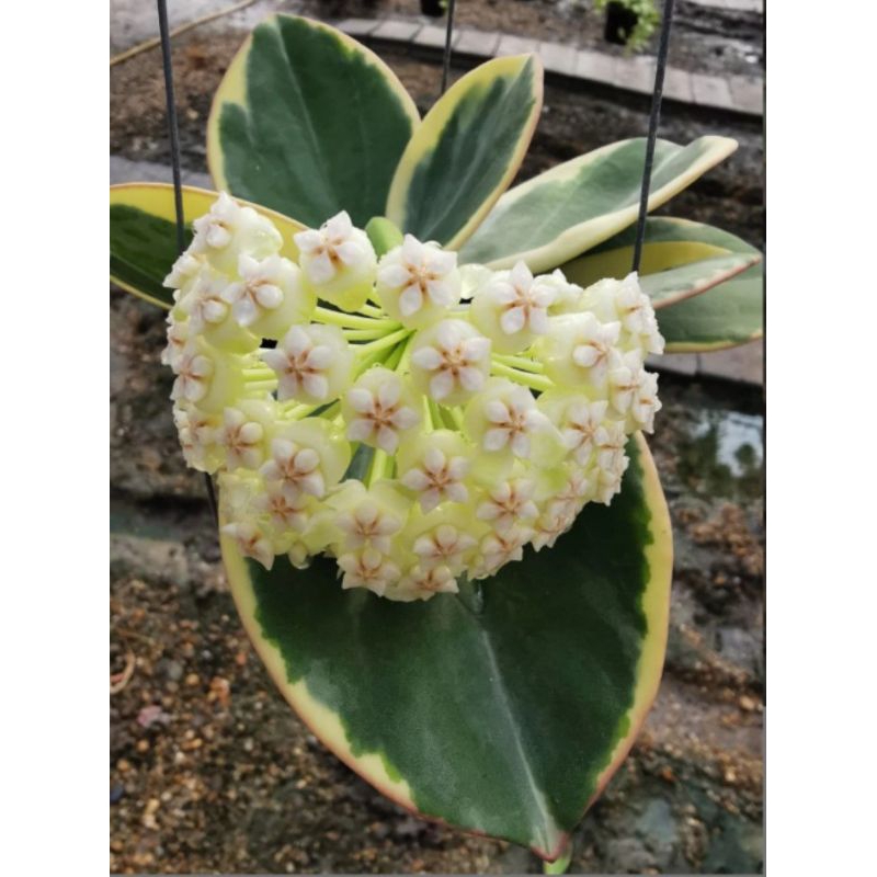 "Hoya pachyclada kerr Variegated