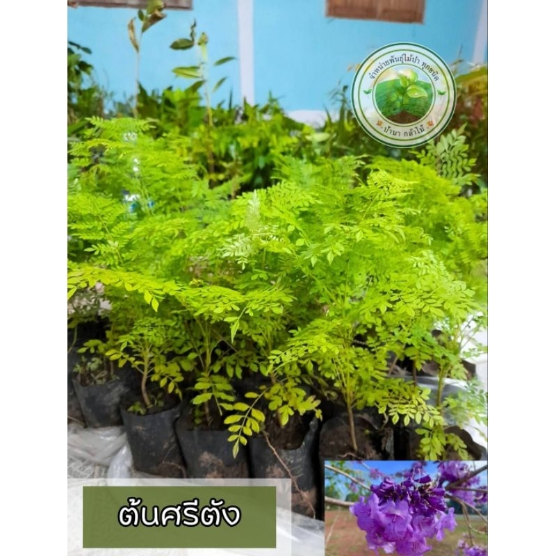 ต้นศรีตรัง เป็นไม้มงคลดอกสีม่วง สินค้าเสียหายระหว่างการขนส่งเครมฟรีครับ
