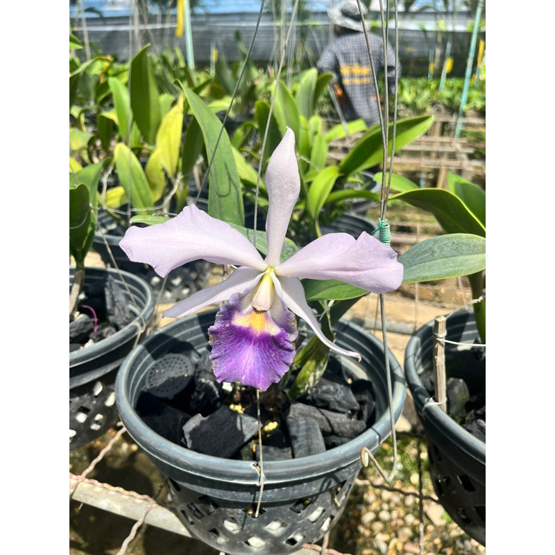 orchids cattleya กล้วยไม้ mishima elf