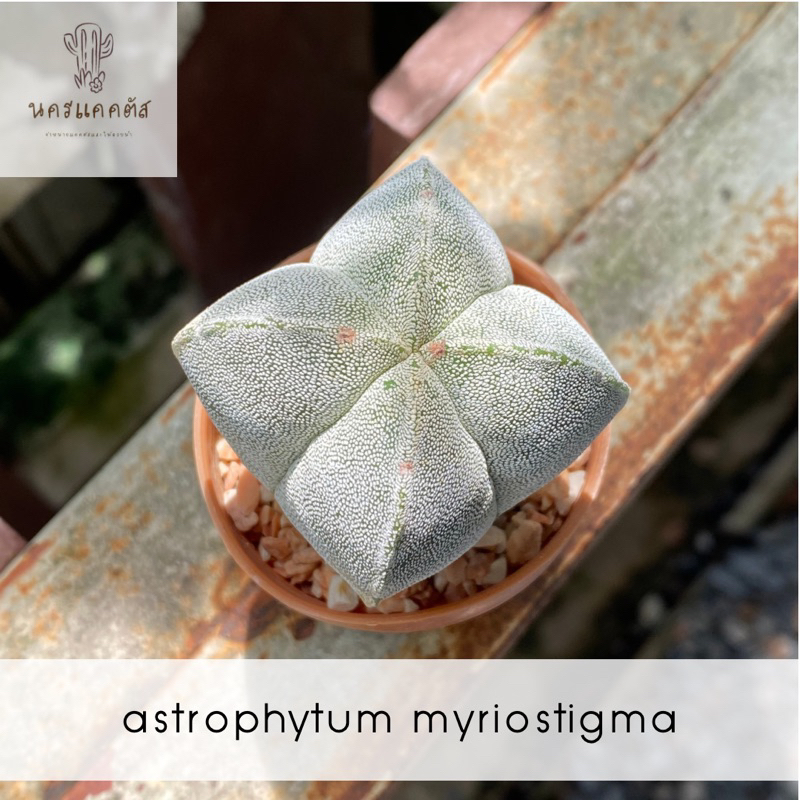 มาริโอ Astrophytum myriostigma หรือแคคตัสหมวกสังฆราช กระบองเพรช ไม้อวบน้ำ (พร้อมส่ง) มายริโอ ไมริโอ