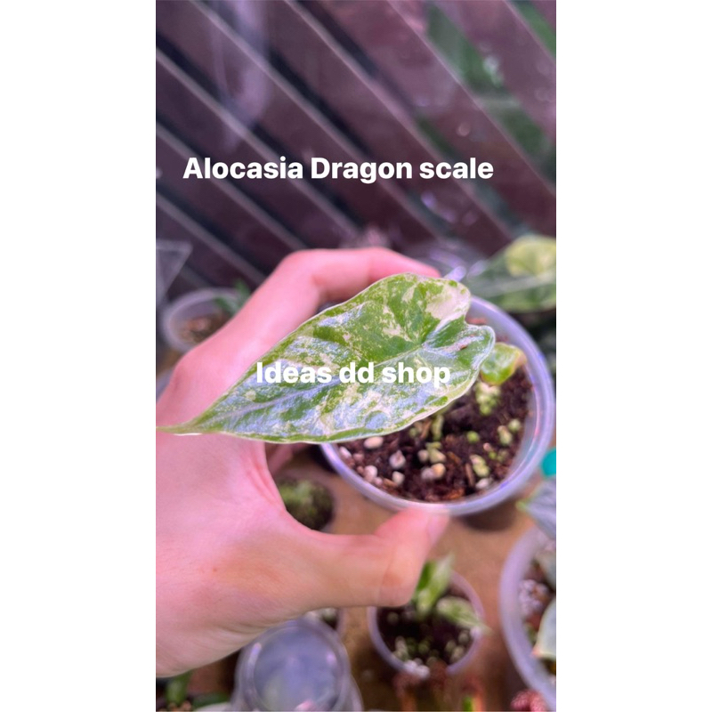 Alocasia Dragon scale อโลคาเซีย ดราก้อน สเกลด่าง